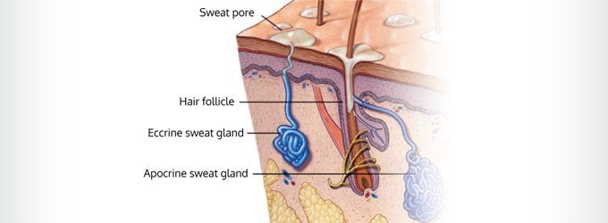 How is perspiration produced?