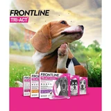 Frontline