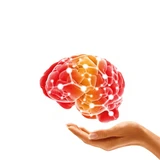 Cerebrum