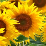 L'Occitane