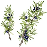L'Occitane