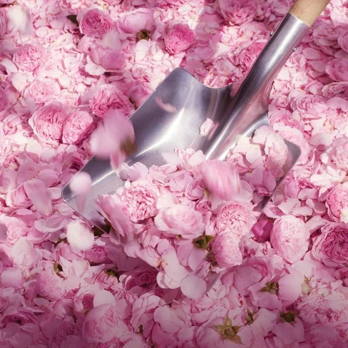 日本未発売☆Miss Dior 75ml Christian Dior Ladies Blooming Bouquet 2023 EDT Spray 1.7 oz