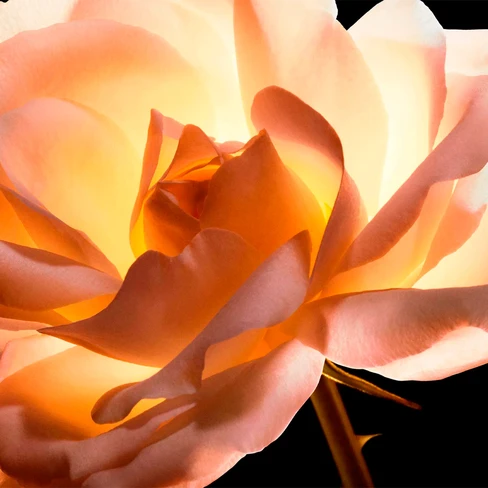 Dior Prestige La Crème Mains de Rose Hand Cream - SweetCare